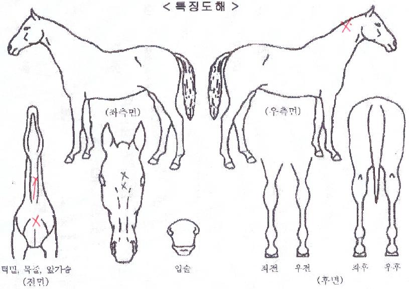 ¾Æ½ºÅÍÀÇ Ãø¸é,¿ì¸é,µÞ¸é,µÎ»ó,´Ù¸®ÀÇ Æ¯Â¡µµÇØ