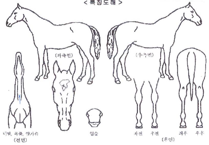 Åͺ¸Å¸ÀÓÀÇ Ãø¸é,¿ì¸é,µÞ¸é,µÎ»ó,´Ù¸®ÀÇ Æ¯Â¡µµÇØ