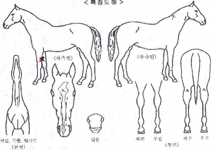 ÃÖ°·çÀ̽ºÀÇ Ãø¸é,¿ì¸é,µÞ¸é,µÎ»ó,´Ù¸®ÀÇ Æ¯Â¡µµÇØ