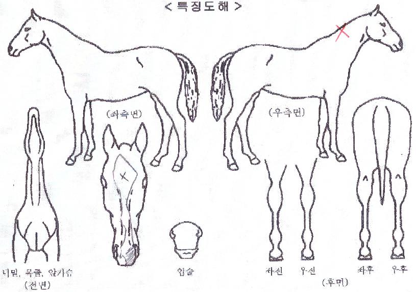 ¼¨Å¬¼±ÀÇ Ãø¸é,¿ì¸é,µÞ¸é,µÎ»ó,´Ù¸®ÀÇ Æ¯Â¡µµÇØ