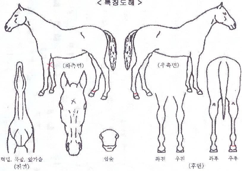 ������Ƽ���� ����,���,�޸�,�λ�,�ٸ��� Ư¡����