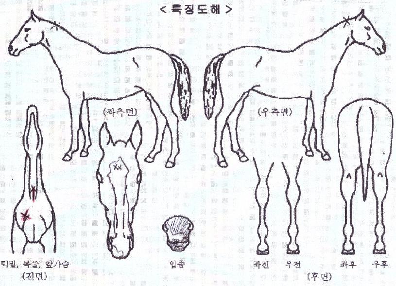 �����Ŀ��� ����,���,�޸�,�λ�,�ٸ��� Ư¡����