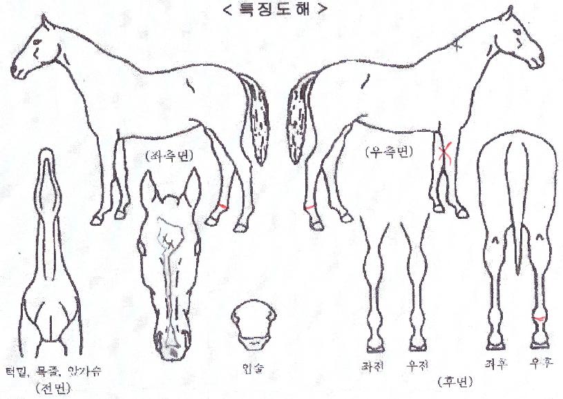 ºò¹ðŬ·¡½ºÀÇ Ãø¸é,¿ì¸é,µÞ¸é,µÎ»ó,´Ù¸®ÀÇ Æ¯Â¡µµÇØ