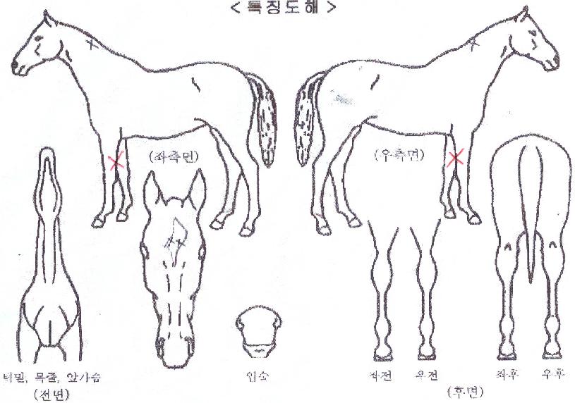 �������Ͼ�� ����,���,�޸�,�λ�,�ٸ��� Ư¡����