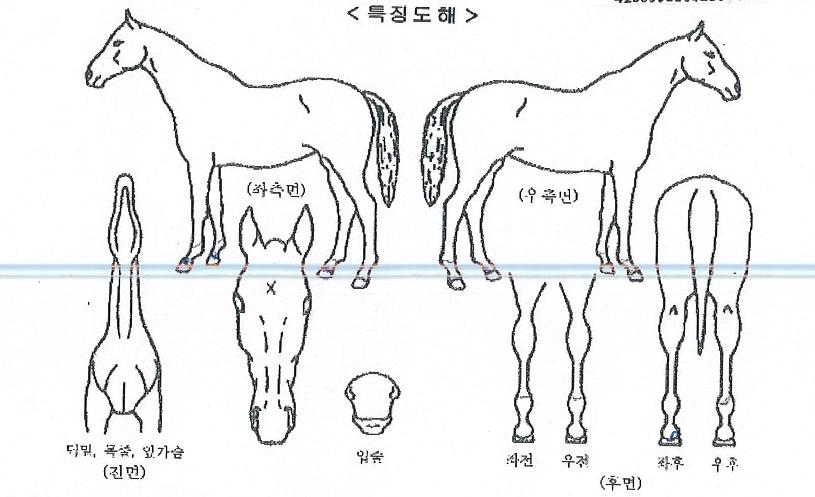 ����ΰ���� ����,���,�޸�,�λ�,�ٸ��� Ư¡����