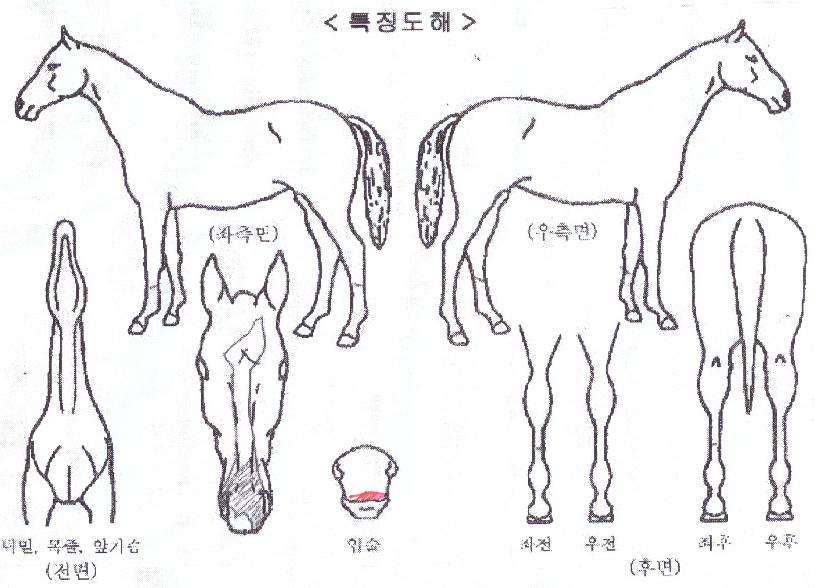 À̽ºÆ®¼±ÀÇ Ãø¸é,¿ì¸é,µÞ¸é,µÎ»ó,´Ù¸®ÀÇ Æ¯Â¡µµÇØ