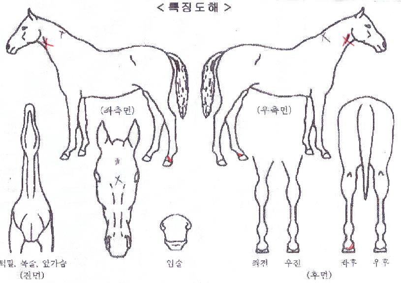 ���Ͻ����� ����,���,�޸�,�λ�,�ٸ��� Ư¡����