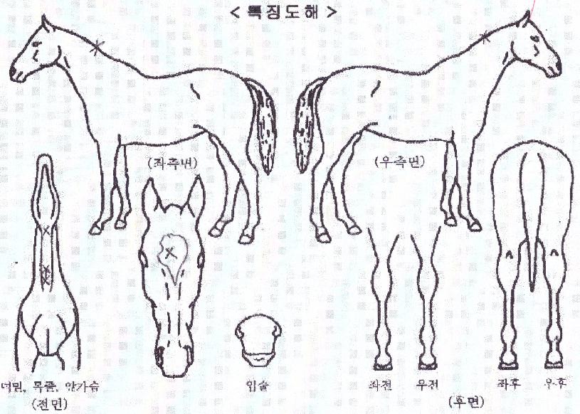 ����Ÿ��ƽ�� ����,���,�޸�,�λ�,�ٸ��� Ư¡����