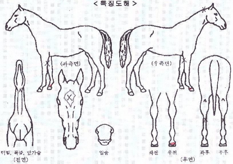 �������� ����,���,�޸�,�λ�,�ٸ��� Ư¡����