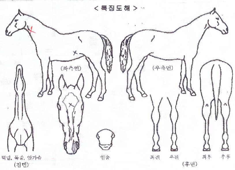 ��������Ʈ�� ����,���,�޸�,�λ�,�ٸ��� Ư¡����