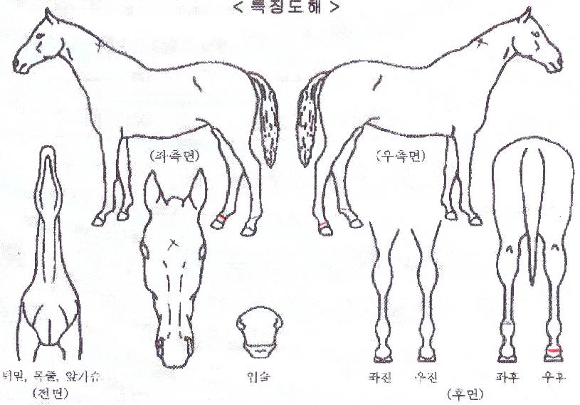 ����ű�� ����,���,�޸�,�λ�,�ٸ��� Ư¡����