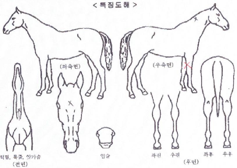 º¼Æ®ÀÇ Ãø¸é,¿ì¸é,µÞ¸é,µÎ»ó,´Ù¸®ÀÇ Æ¯Â¡µµÇØ