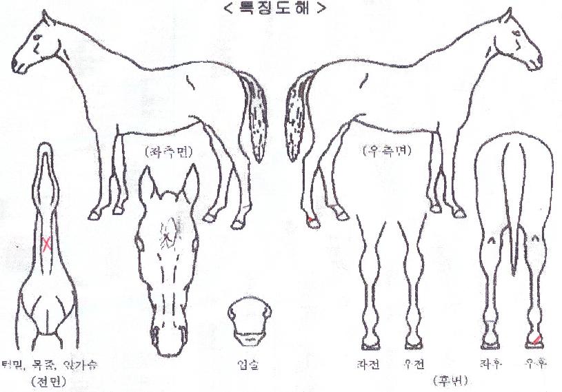 ��ž�� ����,���,�޸�,�λ�,�ٸ��� Ư¡����