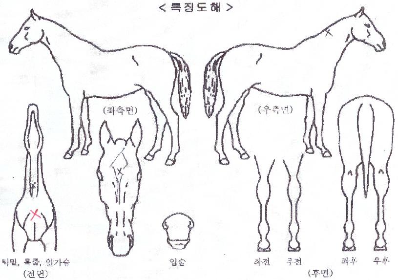 ������Ʈ�� ����,���,�޸�,�λ�,�ٸ��� Ư¡����