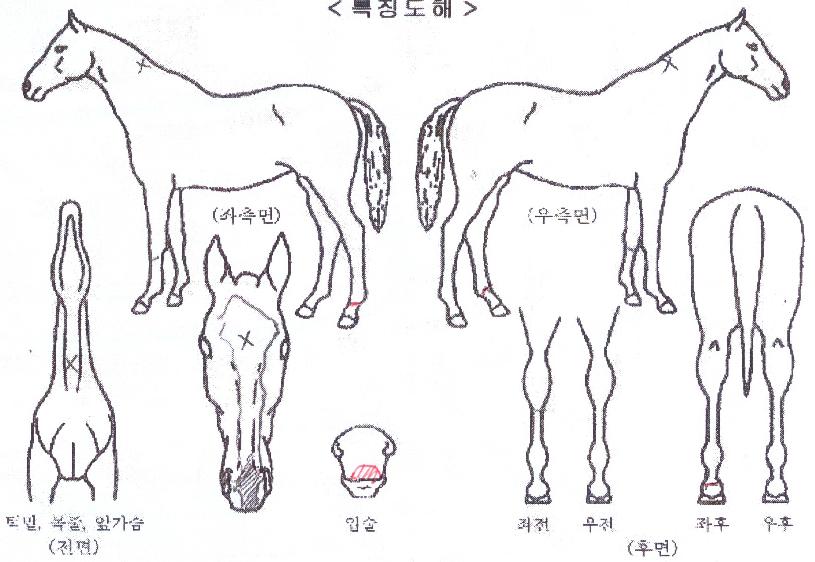 ���弨ŬĹ�� ����,���,�޸�,�λ�,�ٸ��� Ư¡����