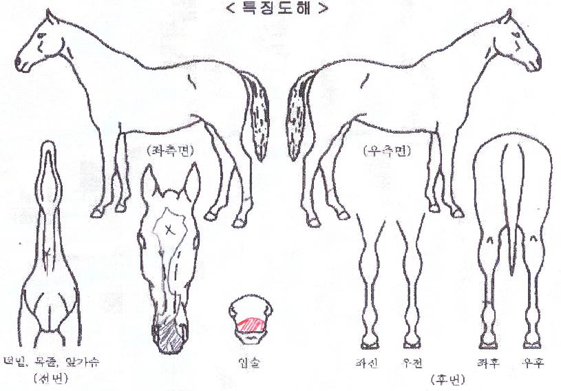 ī��Į�� ����,���,�޸�,�λ�,�ٸ��� Ư¡����