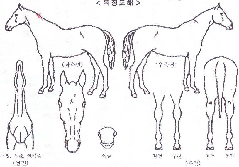 ¹ú±³¿ÕÃÊÀÇ Ãø¸é,¿ì¸é,µÞ¸é,µÎ»ó,´Ù¸®ÀÇ Æ¯Â¡µµÇØ