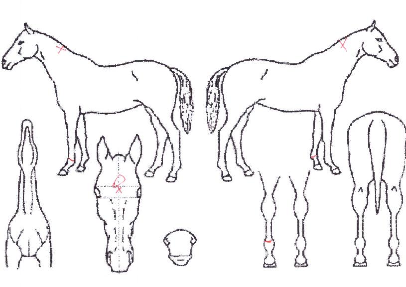 ±×¸°¶óÀÌÆ®ÀÇ Ãø¸é,¿ì¸é,µÞ¸é,µÎ»ó,´Ù¸®ÀÇ Æ¯Â¡µµÇØ