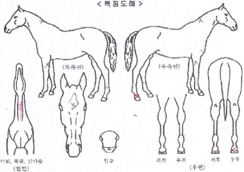 ¹ú±³¸¶¼ú»çÀÇ Ãø¸é,¿ì¸é,µÞ¸é,µÎ»ó,´Ù¸®ÀÇ Æ¯Â¡µµÇØ