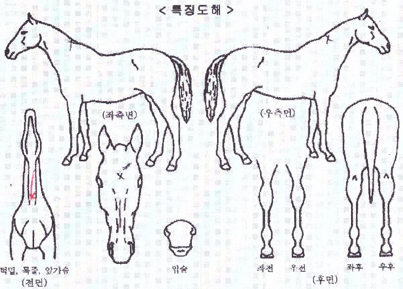 �׷���Ʈ��Ÿ�� ����,���,�޸�,�λ�,�ٸ��� Ư¡����