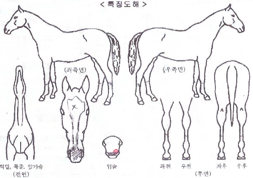 ����Ǯ������ ����,���,�޸�,�λ�,�ٸ��� Ư¡����