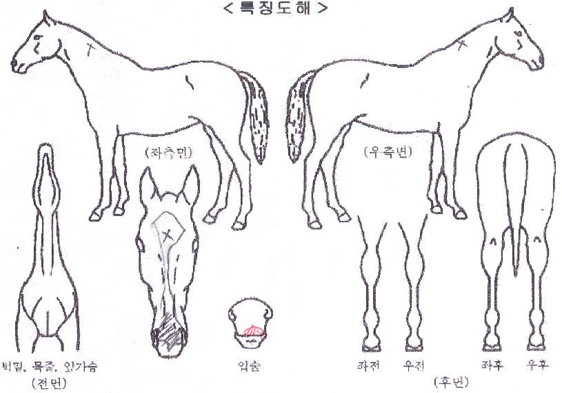 ¹ú±³ºô·±ÀÇ Ãø¸é,¿ì¸é,µÞ¸é,µÎ»ó,´Ù¸®ÀÇ Æ¯Â¡µµÇØ