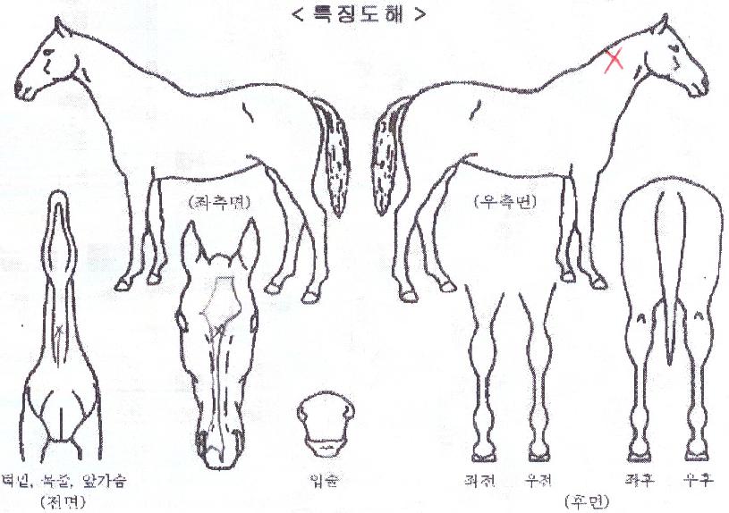 ºí·¢½ºÄÝÀÇ Ãø¸é,¿ì¸é,µÞ¸é,µÎ»ó,´Ù¸®ÀÇ Æ¯Â¡µµÇØ
