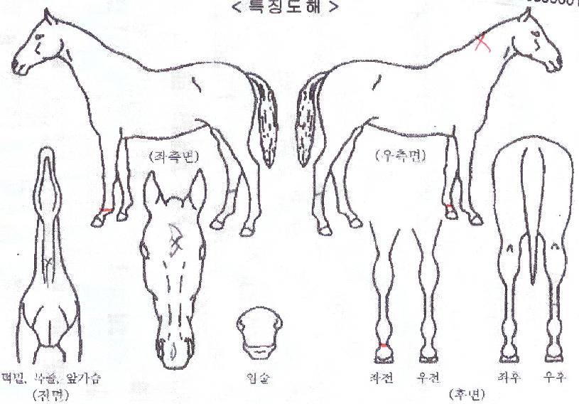 ����Ʈ���� ����,���,�޸�,�λ�,�ٸ��� Ư¡����