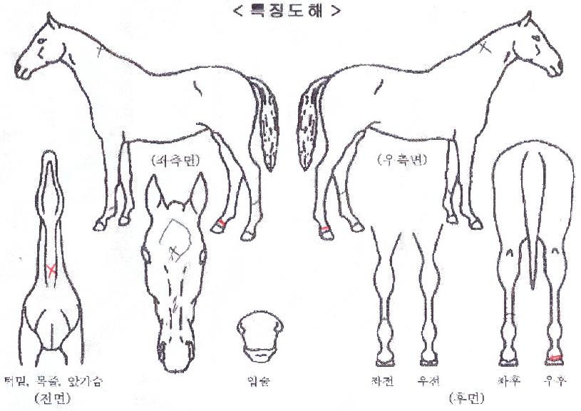 �þ�Ʋ�帲�� ����,���,�޸�,�λ�,�ٸ��� Ư¡����