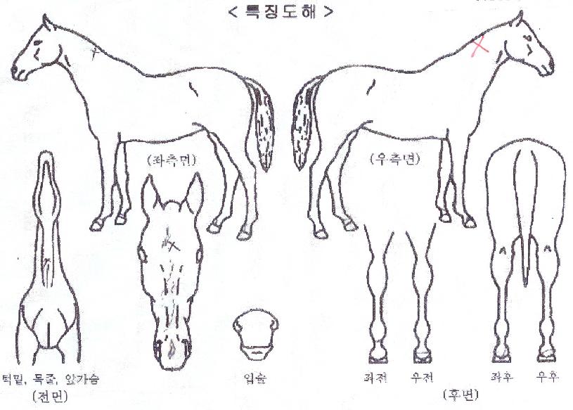 ´ºÀ©µåÀÇ Ãø¸é,¿ì¸é,µÞ¸é,µÎ»ó,´Ù¸®ÀÇ Æ¯Â¡µµÇØ