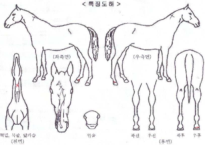 ·¹À̽º°ÉÀÇ Ãø¸é,¿ì¸é,µÞ¸é,µÎ»ó,´Ù¸®ÀÇ Æ¯Â¡µµÇØ