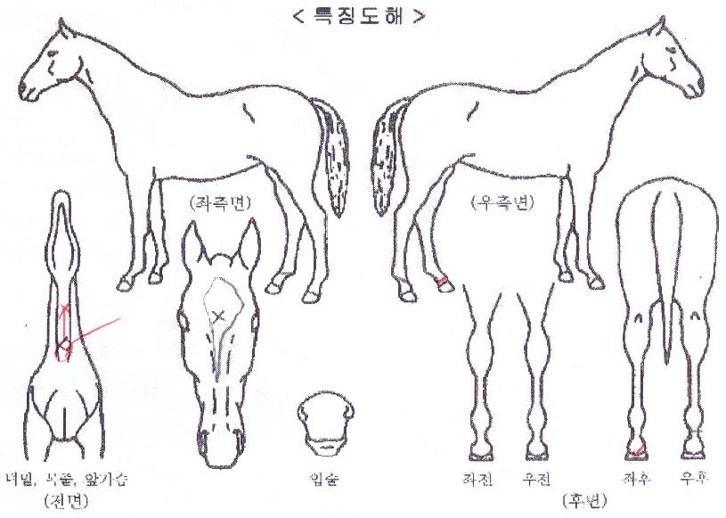 ´ÚÅÍÇØÇÇÀÇ Ãø¸é,¿ì¸é,µÞ¸é,µÎ»ó,´Ù¸®ÀÇ Æ¯Â¡µµÇØ