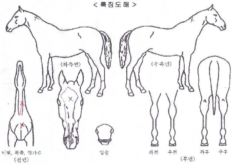 ����Ʈ���� ����,���,�޸�,�λ�,�ٸ��� Ư¡����