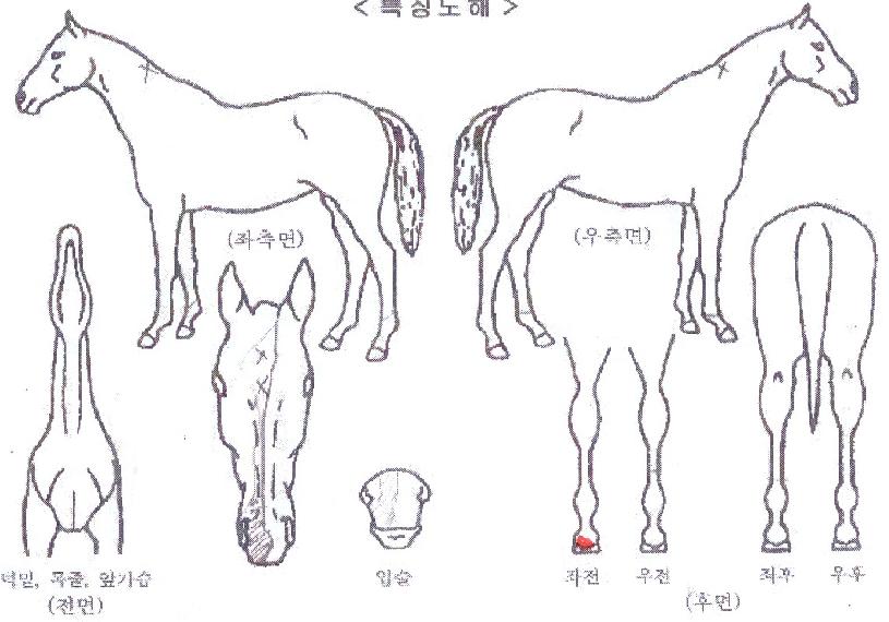 ����Ƽ�÷����� ����,���,�޸�,�λ�,�ٸ��� Ư¡����