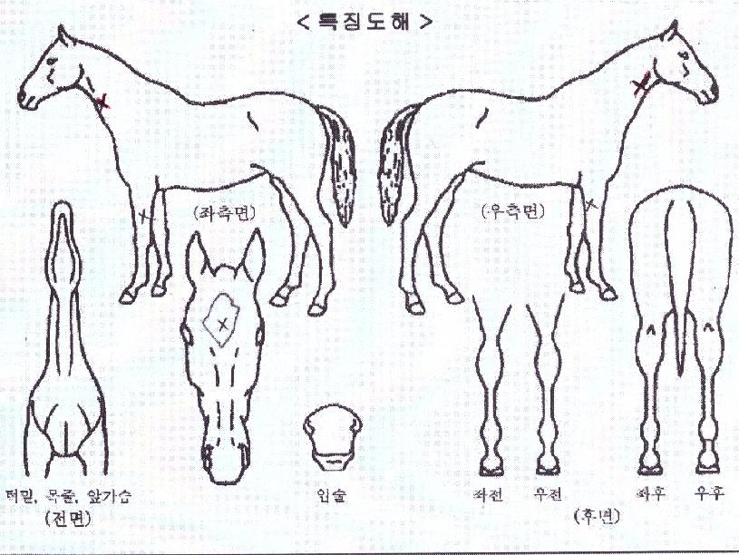 ȣ�������� ����,���,�޸�,�λ�,�ٸ��� Ư¡����