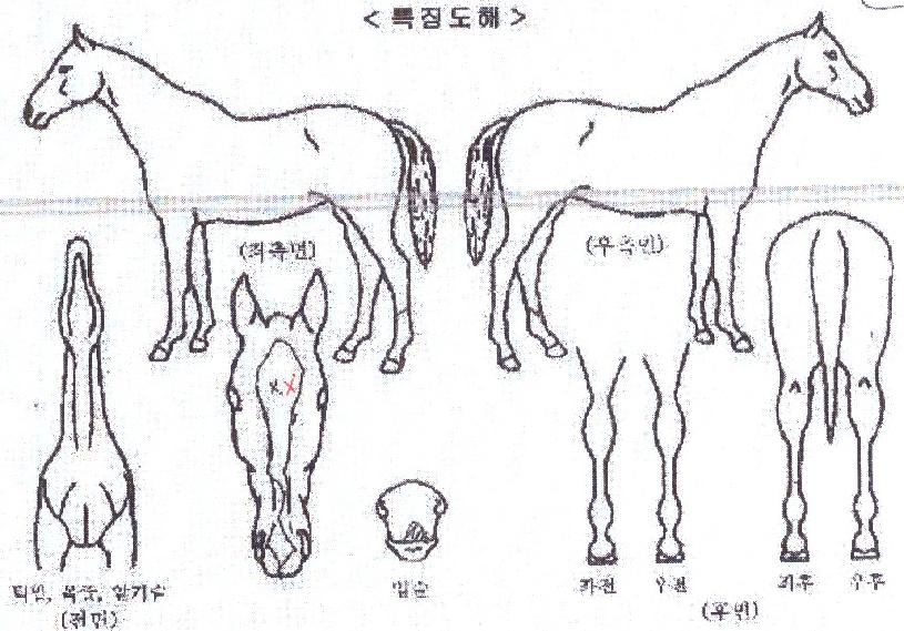 ·ÎµåÅõ½ºÇÁ¸µÀÇ Ãø¸é,¿ì¸é,µÞ¸é,µÎ»ó,´Ù¸®ÀÇ Æ¯Â¡µµÇØ