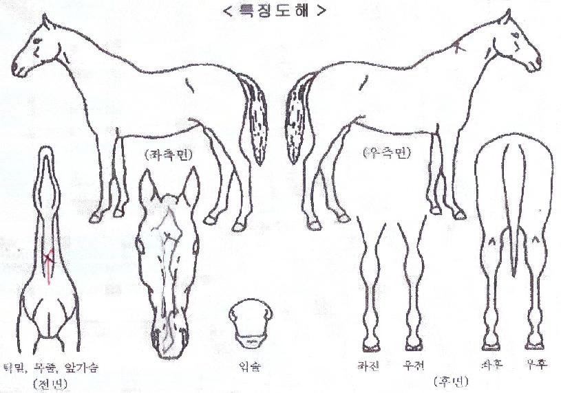 �긮��ī��Ʈ�� ����,���,�޸�,�λ�,�ٸ��� Ư¡����