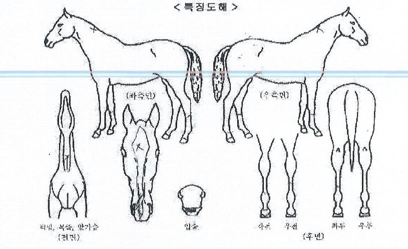 ¿À¶óÀDzÞÀÇ Ãø¸é,¿ì¸é,µÞ¸é,µÎ»ó,´Ù¸®ÀÇ Æ¯Â¡µµÇØ
