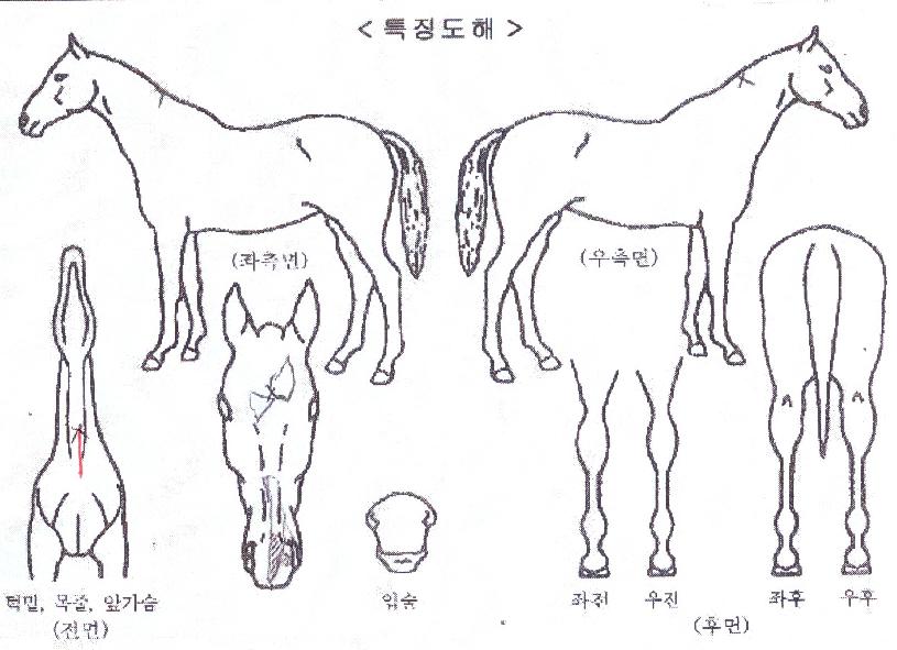 �������� ����,���,�޸�,�λ�,�ٸ��� Ư¡����