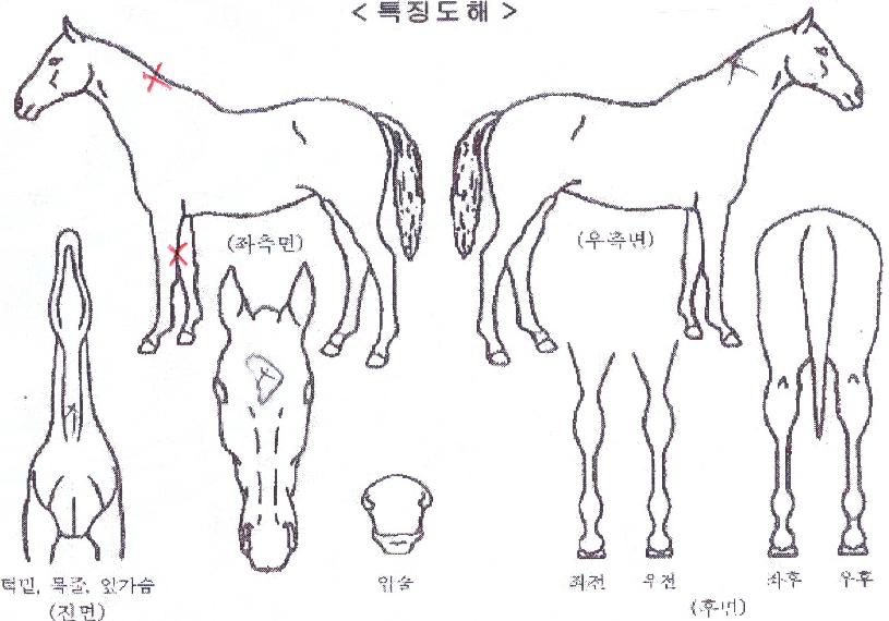 �긮�������� ����,���,�޸�,�λ�,�ٸ��� Ư¡����