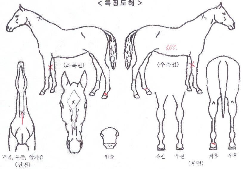 ��������� ����,���,�޸�,�λ�,�ٸ��� Ư¡����