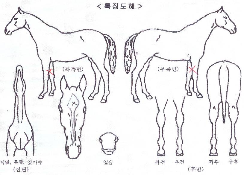 À©µå¹Ì¸£ÀÇ Ãø¸é,¿ì¸é,µÞ¸é,µÎ»ó,´Ù¸®ÀÇ Æ¯Â¡µµÇØ