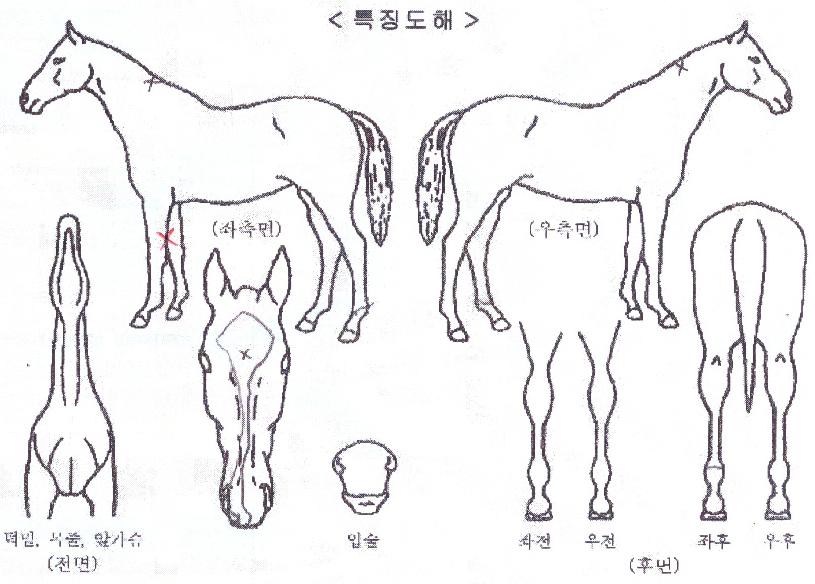 ������Ʈ�� ����,���,�޸�,�λ�,�ٸ��� Ư¡����