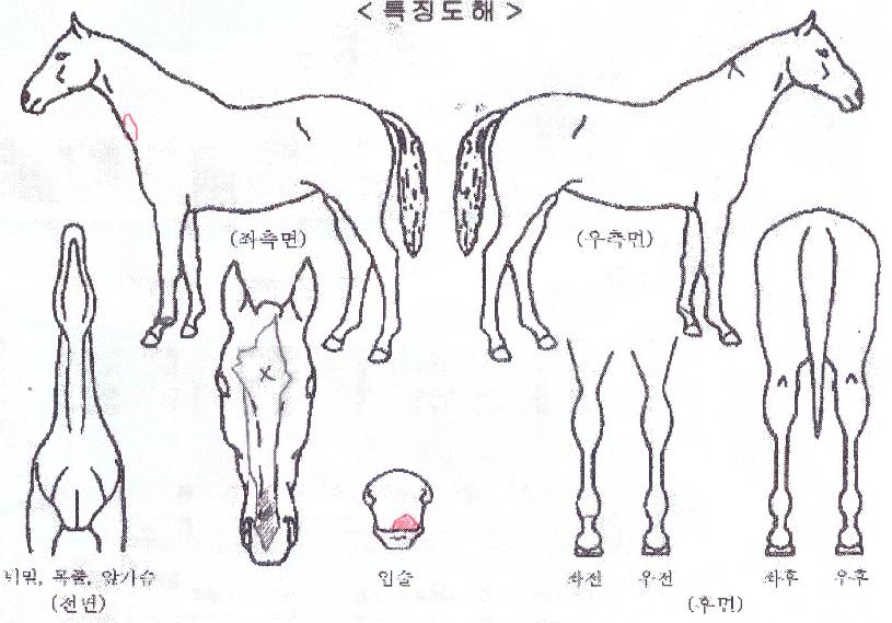 �������� ����,���,�޸�,�λ�,�ٸ��� Ư¡����