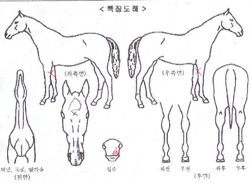 ´ç´ëÅõ»çÀÇ Ãø¸é,¿ì¸é,µÞ¸é,µÎ»ó,´Ù¸®ÀÇ Æ¯Â¡µµÇØ