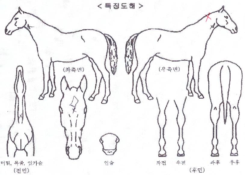 �ݾƵ��̳�Ʈ�� ����,���,�޸�,�λ�,�ٸ��� Ư¡����