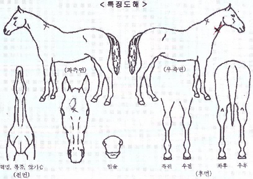 ���������� ����,���,�޸�,�λ�,�ٸ��� Ư¡����