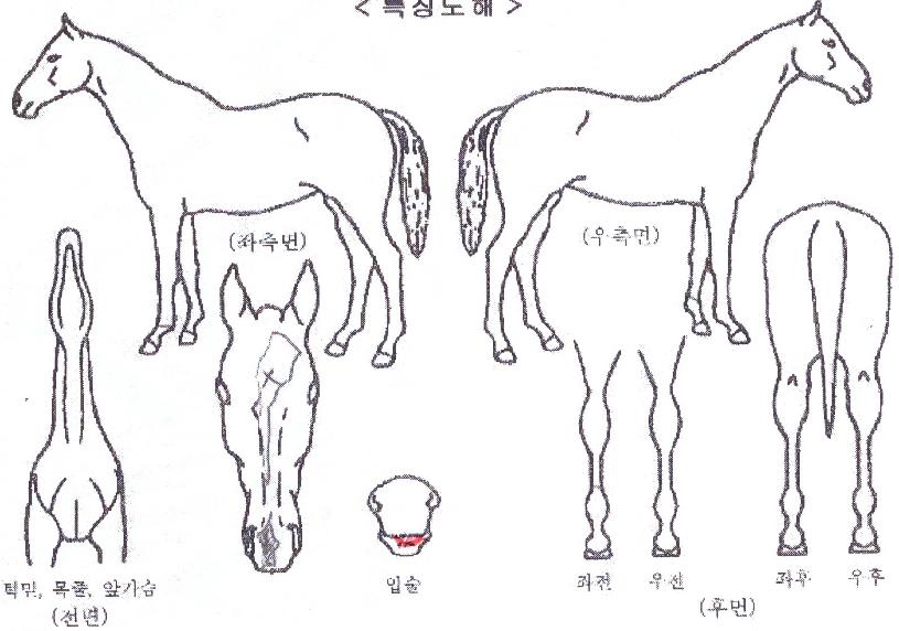 �����ǿ����� ����,���,�޸�,�λ�,�ٸ��� Ư¡����