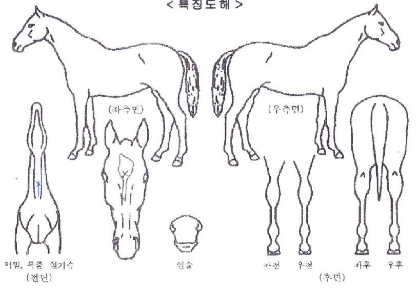 È£¸í½ÅÈÀÇ Ãø¸é,¿ì¸é,µÞ¸é,µÎ»ó,´Ù¸®ÀÇ Æ¯Â¡µµÇØ