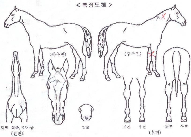 ���������� ����,���,�޸�,�λ�,�ٸ��� Ư¡����